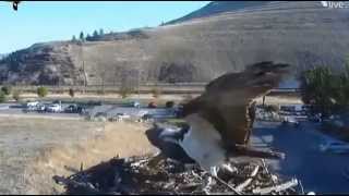 Hellgate Osprey 2013 Yay Breakfast for Taylor at 900 AM MST