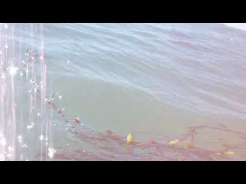 Rockfish Trip