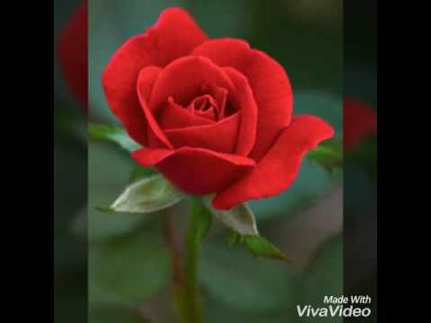 Dora Pejačević : Zivot cvijeca op.19 ·  Ruza ·