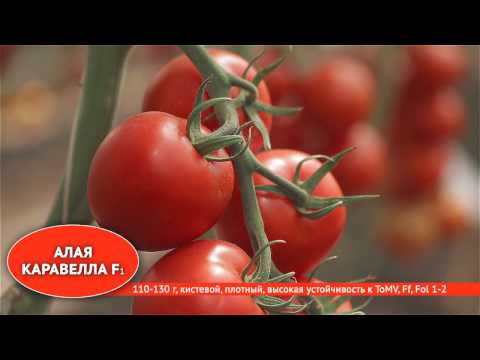 Гибриды томатов для теплиц: фото и описание