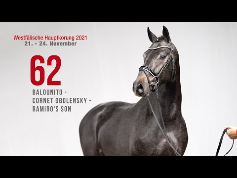 Hauptkörung 2021 Reitpferdehengste Kat-Nr. 62  Balounito - Cornet Obolensky - Ramiro's Son