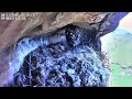 Nestflix BeardedVulture 8 November 2025 1