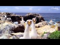 Galapagos 3D Nature S Wonderland Film Clip Opening Sequence