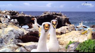 Galapagos 3D: Nature's Wonderland - Film Clip | Opening Sequence