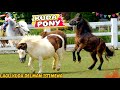 KUDA DELMAN ISTIMEWA KUDA PONY CIMORY LAND LAGU KUDA DELMAN NAIK KUDA PONY DELMAN HORSE