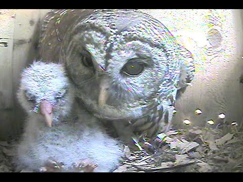 Feb 15 2014 - Barred Owls - Nest Box