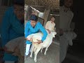 Biggest Turki Dumba Sheep Royal Mukhi Goat Farm Ahmedabad