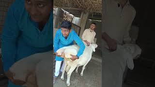 Biggest Turki dumba Sheep Royal Mukhi Goat Farm Ahmedabad