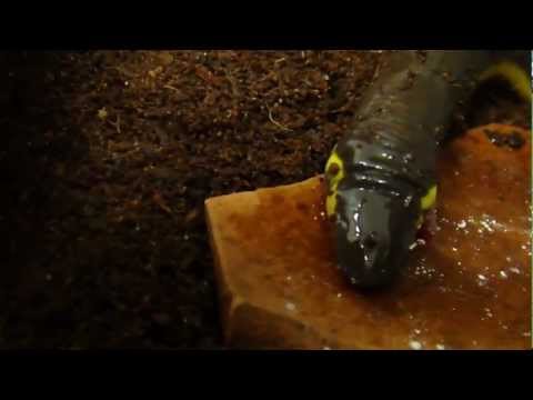 Caecilians Feeding in Captivity