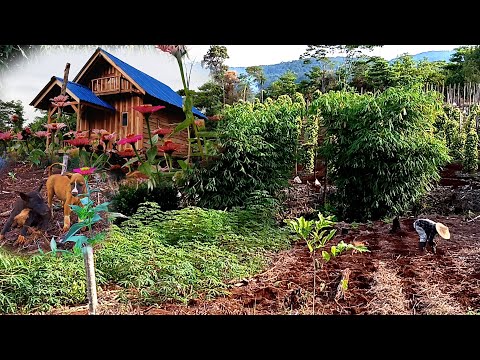 Planting cucumbers, pineapples and cassava, gardening in the mountains ep 280