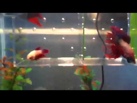 Betta fish tank part 2
