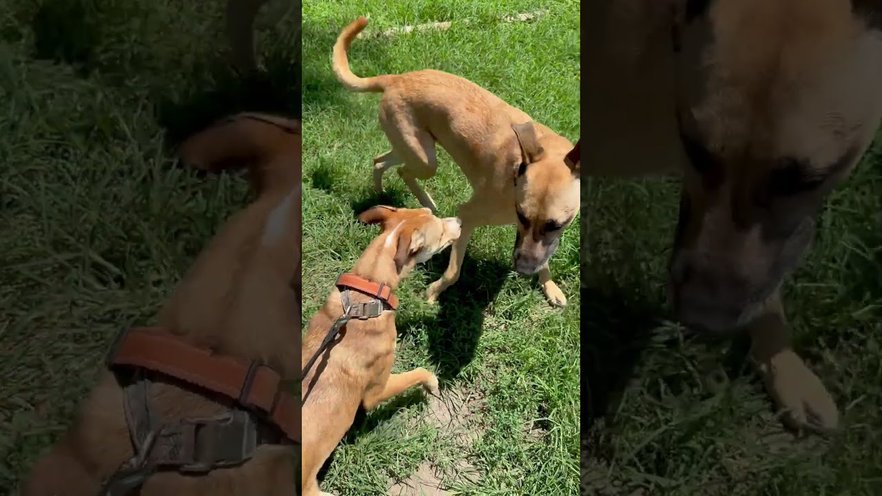 Hazel, a ADOPTABLE mixed breed in Albany, MO video 6/6