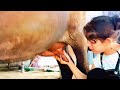 Dehatibasanti Vlog Trending Dairyfarming Milking