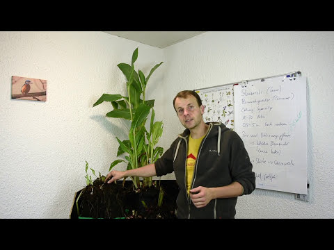Indisches Blumenrohr (Canna indica) überwintern - Glasnudeln - gartenschlau.com // Gartenschlau.com