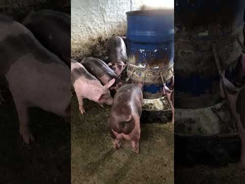 Granja gf suinos em Itapipoca Ce a máquina da suinocultura do nordeste 🚀🚀🚀🚀