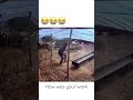 Don’t think the food is good enough #sheep #goat #feeding #animal #food #angry #pain #shorts #viral