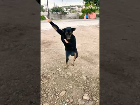 haw possible 🤔 dog dance | ai video #ai #funny #dog #animals  #viralshorts  #cow #dance