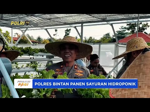 POLRES BINTAN PANEN SAYURAN HIDROPONIK DUKUNG KETAHANAN PANGAN