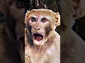 Pata Nahi Kis Roop Mein Aakar Narayan Mil Jayega WhatsApp Status Hanuman Ji