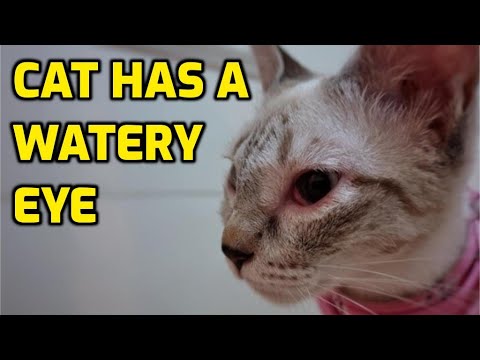 What Causes Eye Discharge Or Drainage In Cats?