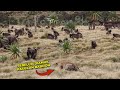 TOP Momen Macan Tutul VS Baboon Dan Momen Seru Hewan Lainnya