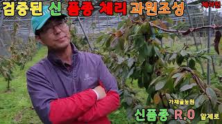 검증된 신 품종 체리 과원조성