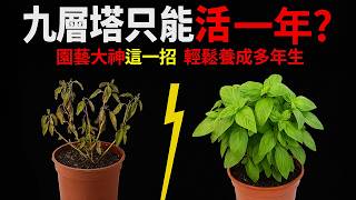 九層塔只能活一年？園藝大神親傳祕技，輕鬆養成多年生！