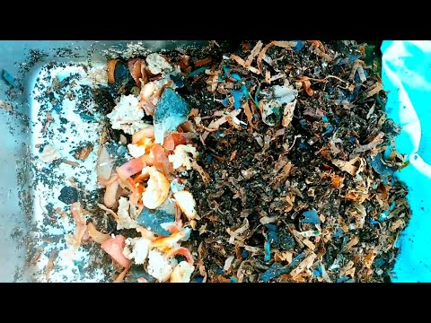 40 Day-Old Red Wiggler Stainless Steel Worm Bin Feeding | Vermicomposting
