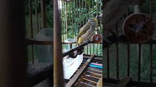 Download lagu Merbah Lekir mp3