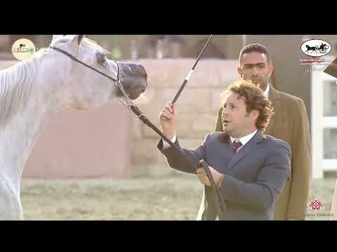 N 161 ROWAH AL GHANAYIM   Kuwait International Egyptian Event 2022   Fillies 3 Years Old Class 5B