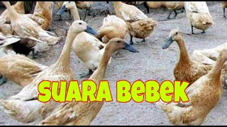 Download lagu suara bebek wek wek mp3 Download lagu suara bebek wek wek mp3