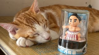 #Akira#貓動画#可愛い猫 #貓咪直播中