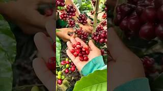 Download lagu The coffee harvest is then dried before going to the mill and being marketed #coffeeharvest #coff... mp3