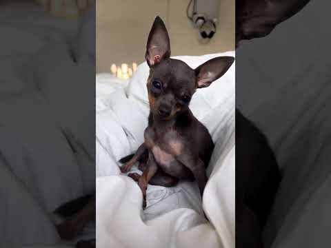 #chinchu #dogs #shorts