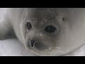 Adorable Baby Seal Come Towards Camera and Tries to Talk Making Irresistibly Cute Noises!