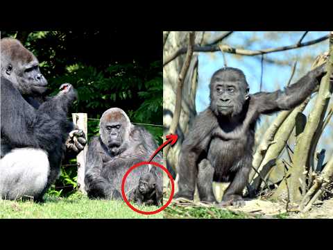 Makongo’s Incredible First Year: From Heartbreak to Hope