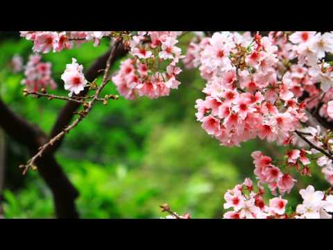 LANDR ft. GuABB - The Speech