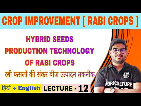 Crop Improvement rabi crops syllabus analysis bsc av 6th semester