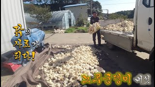 대규모 노루궁뎅이 버섯 농사의 실패---농사 쉽지 않네요 ㅠㅠ-귀농한 특전사의 라이프