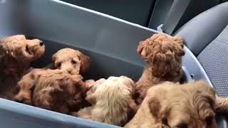 9 adorable puppies making their way to the vet