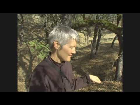 KQED Spark - Ann Hamilton