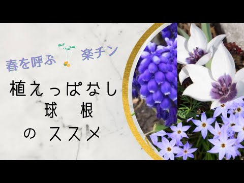 なぜ秋に咲く球根について知っているのですか？花壇には何をいつ植えるべきですか?  庭園