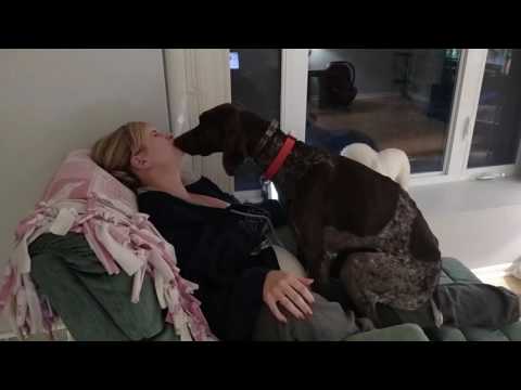 Dog loves his mommy!  - German Shorthaired Pointer kissing/licking and being a lap dog!