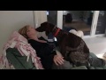 Dog Loves His Mommy German Shorthaired Pointer Kissing Licking And Being A Lap Dog