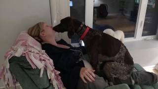 Dog loves his mommy!  - German Shorthaired Pointer