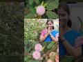 தொட்டால் சிணுங்கி செடி Touch Me Not Plant பலன்கள