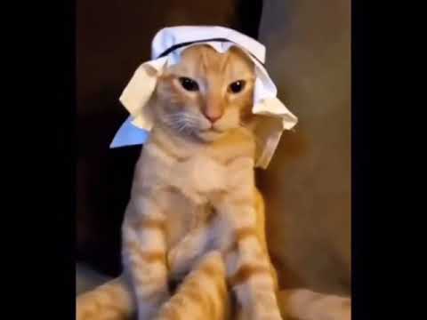 Arab Cat meme