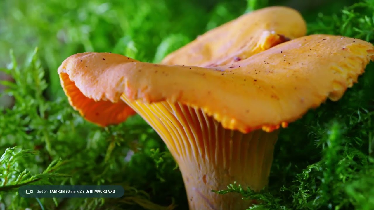 Tamron 90mm f/2.8 Di III Macro VXD for Sony FE