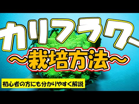 カリフラワーの準備: どのようなオプションがありますか? 植物