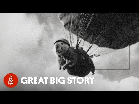 二戰時期海狸跳傘的故事 (A WWII Tale of Parachuting Beavers)